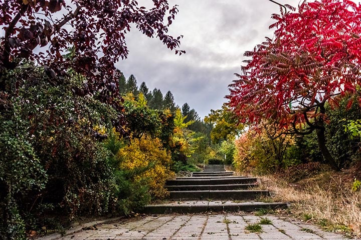 hillside garden steps